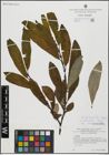 Foto von Salix hegetschweileri Heer x Salix laggeri Wimm.